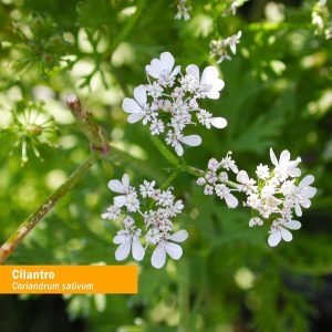 Herb Pharm Certified Organic Cilantro Extract for Cleansing and Detoxification Support – 1 Ounce (Pack of 2)